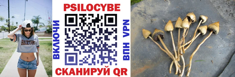 Купить  Невельск  Псилоцибиновые грибы Psilocybe 